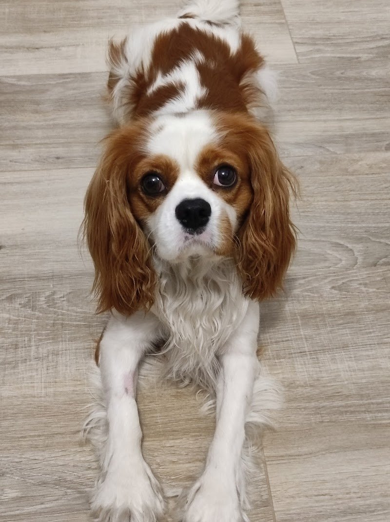 Amici Per La Coda - Foto 6