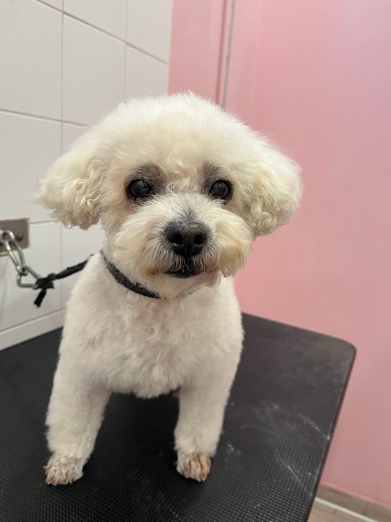 Amici per la coda di Alessia Maggi - Foto 1