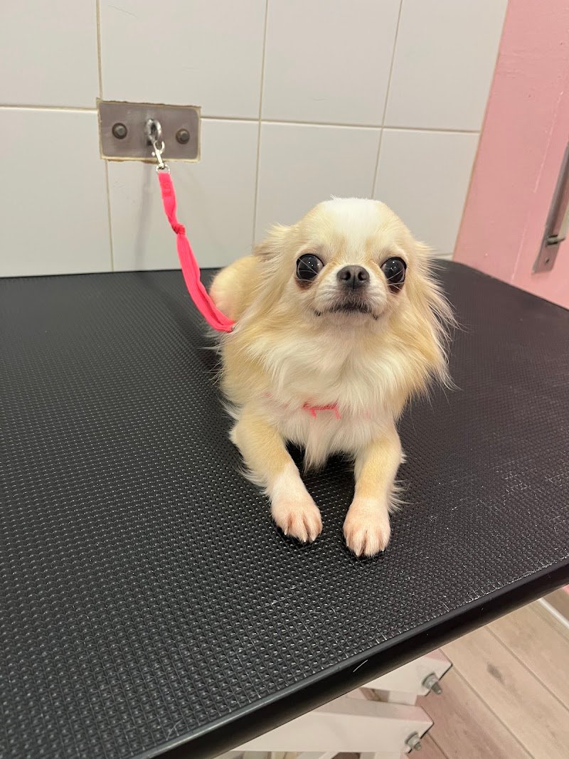 Amici per la coda di Alessia Maggi - Foto 2