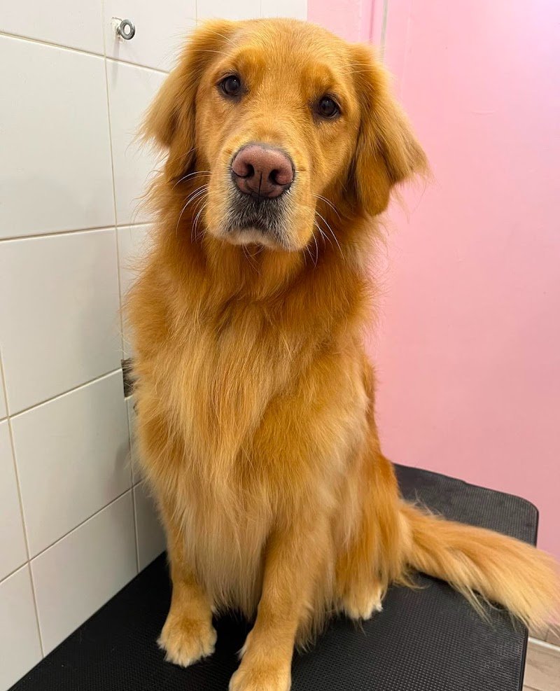 Amici per la coda di Alessia Maggi - Foto 3