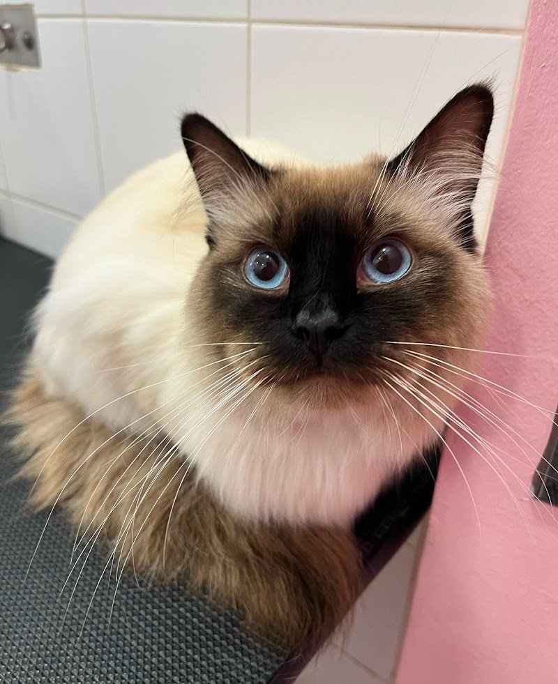 Amici per la coda di Alessia Maggi - Foto 4