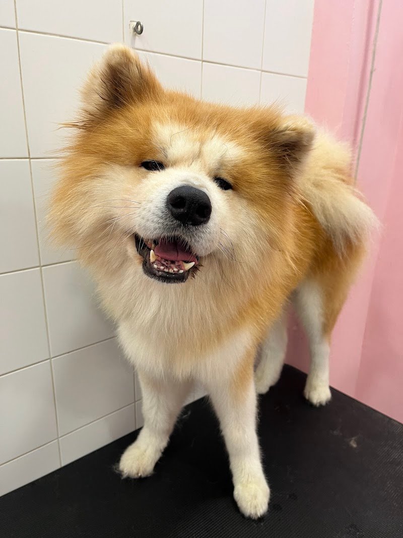 Amici per la coda di Alessia Maggi - Foto 5