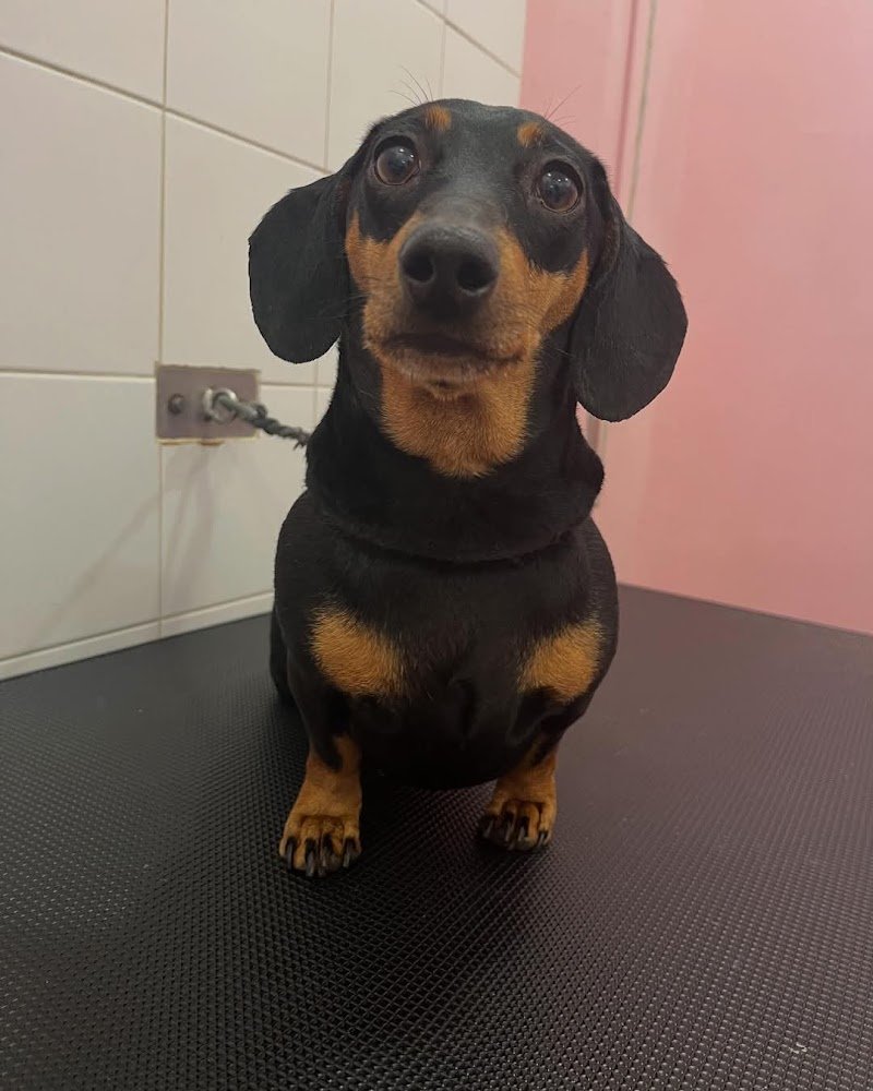 Amici per la coda di Alessia Maggi - Foto 6