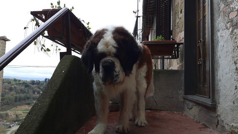 Amici per la coda - Pet Shop Bolsena - Foto 3