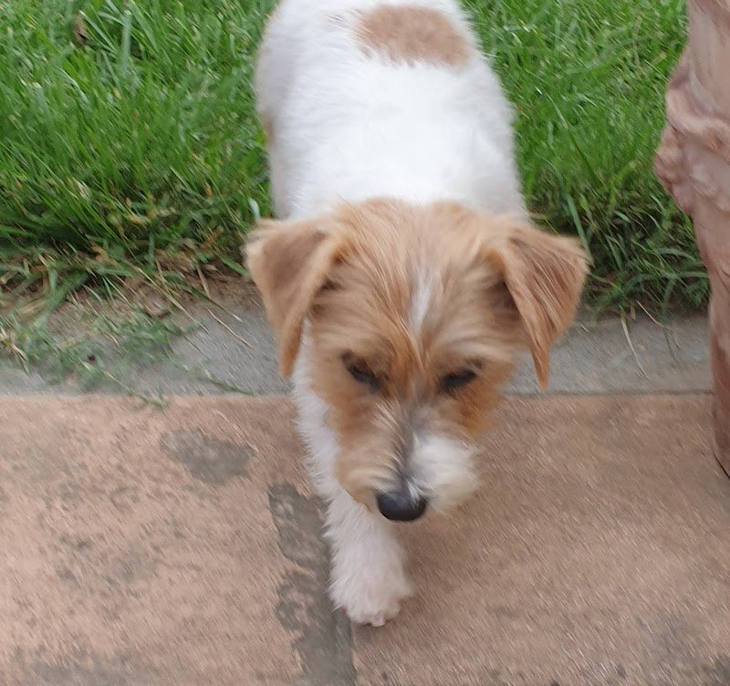 Amici per la coda - Pet Shop Bolsena - Foto 4