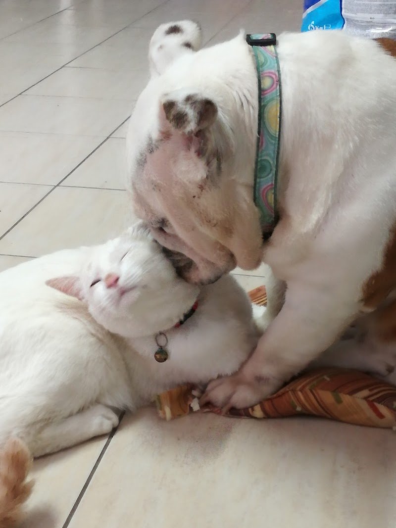 Amici Per La Zampa Di Lovalente Antonella - Foto 1