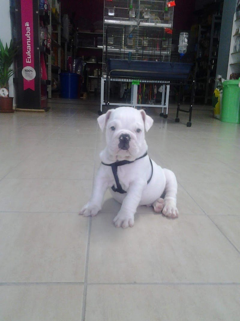 Amici Per La Zampa Di Lovalente Antonella - Foto 4