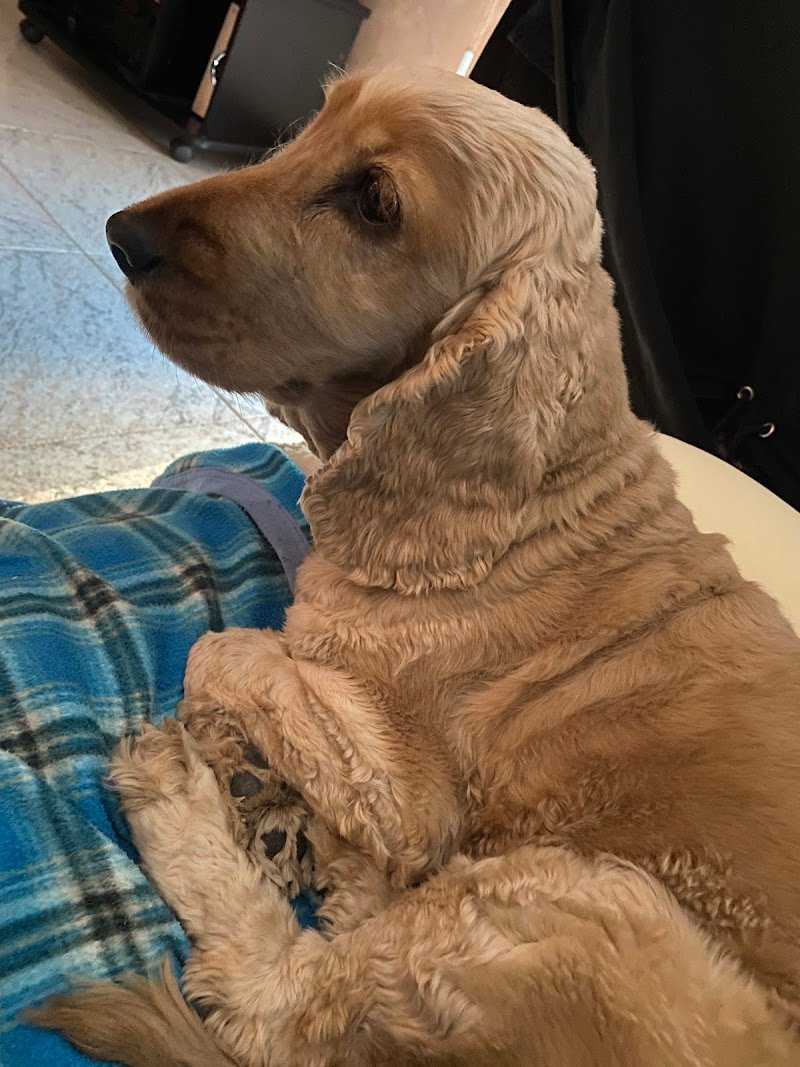 Amici per la zampa - Toelettatura - Foto 1