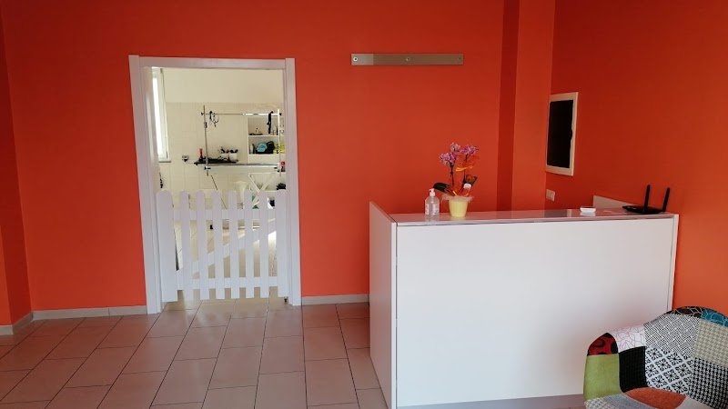 Amici per la zampa - Toelettatura - Foto 2