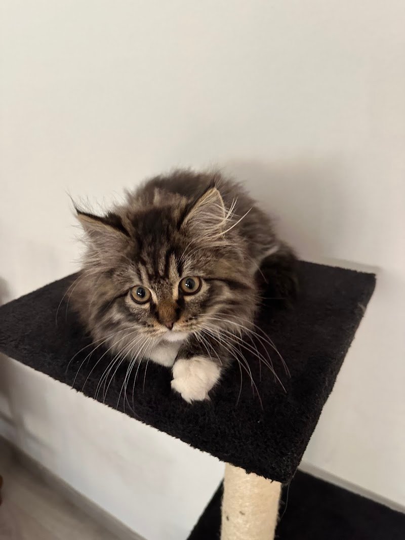 Amici per la zampa - Toelettatura - Foto 3