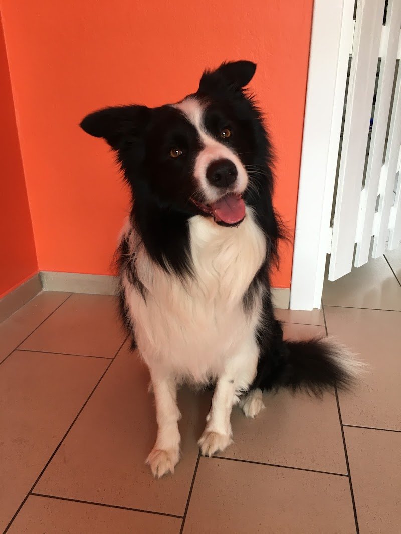 Amici per la zampa - Toelettatura - Foto 4