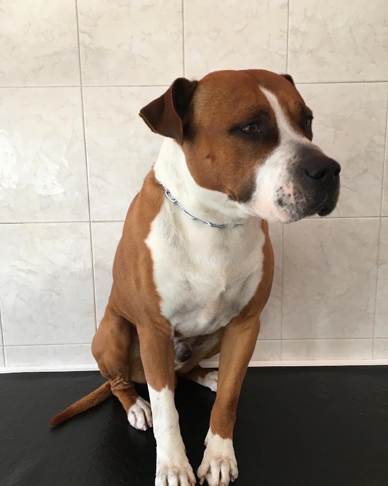 Amici per la zampa - Toelettatura - Foto 5