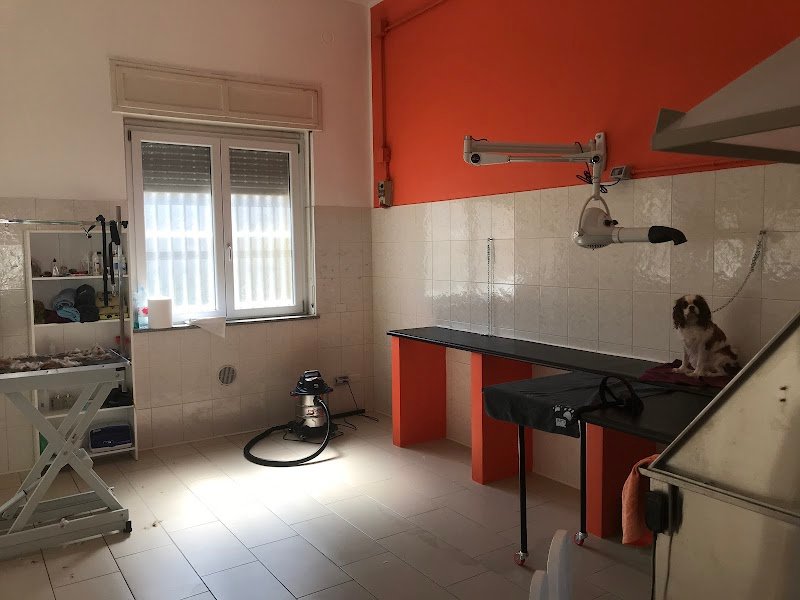 Amici per la zampa - Toelettatura - Foto 6