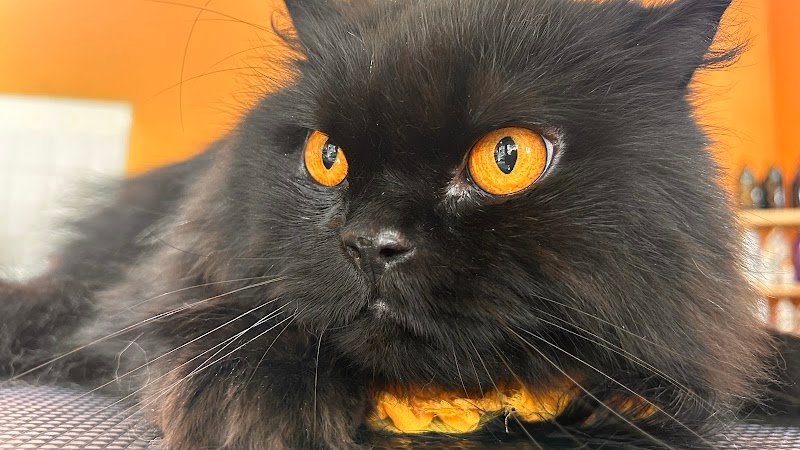 Amici per un pelo - Foto 1