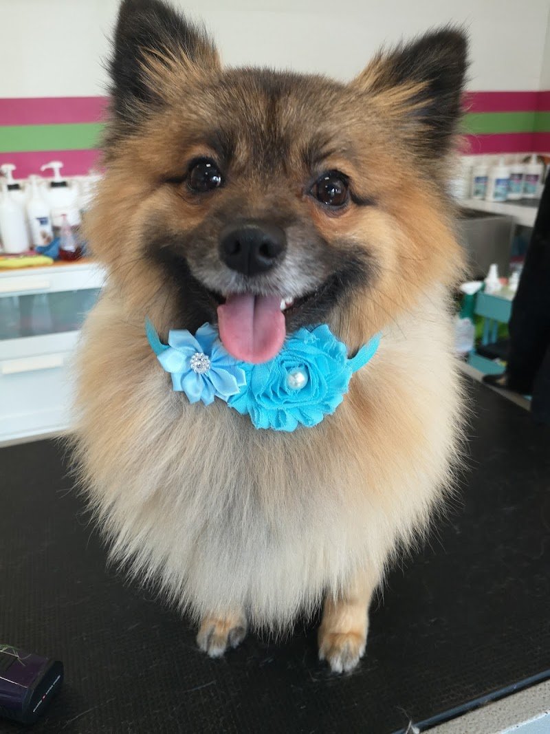 Amici per un pelo - Foto 3