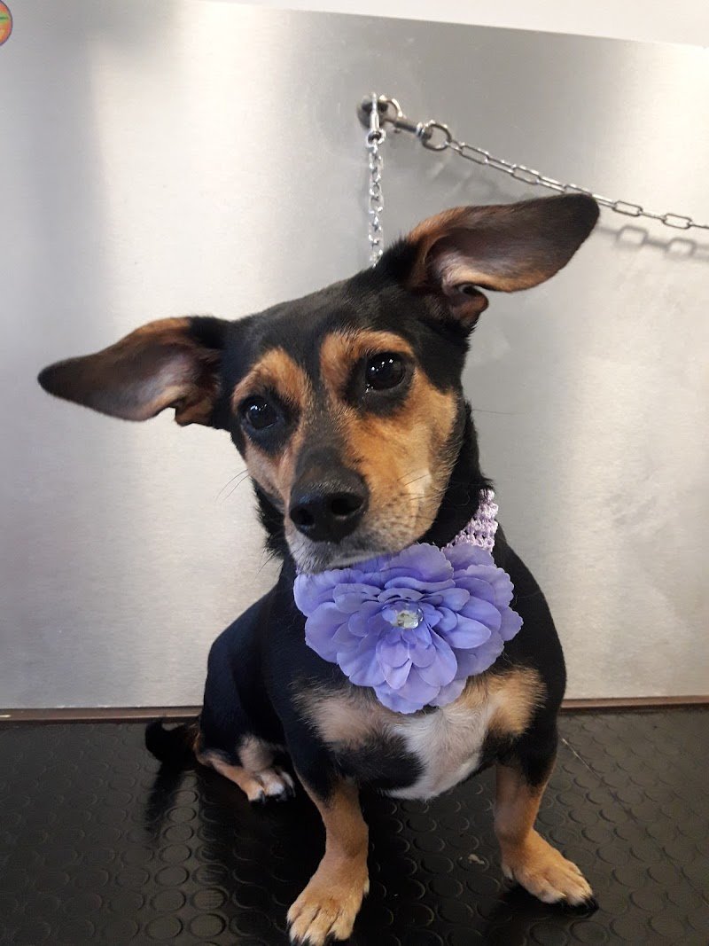 Amici per un pelo - Foto 4