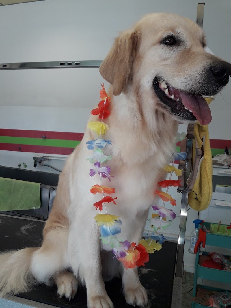 Amici per un pelo - Foto 6