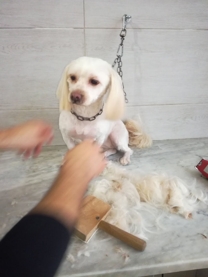 Amico Del Cane - Foto 3