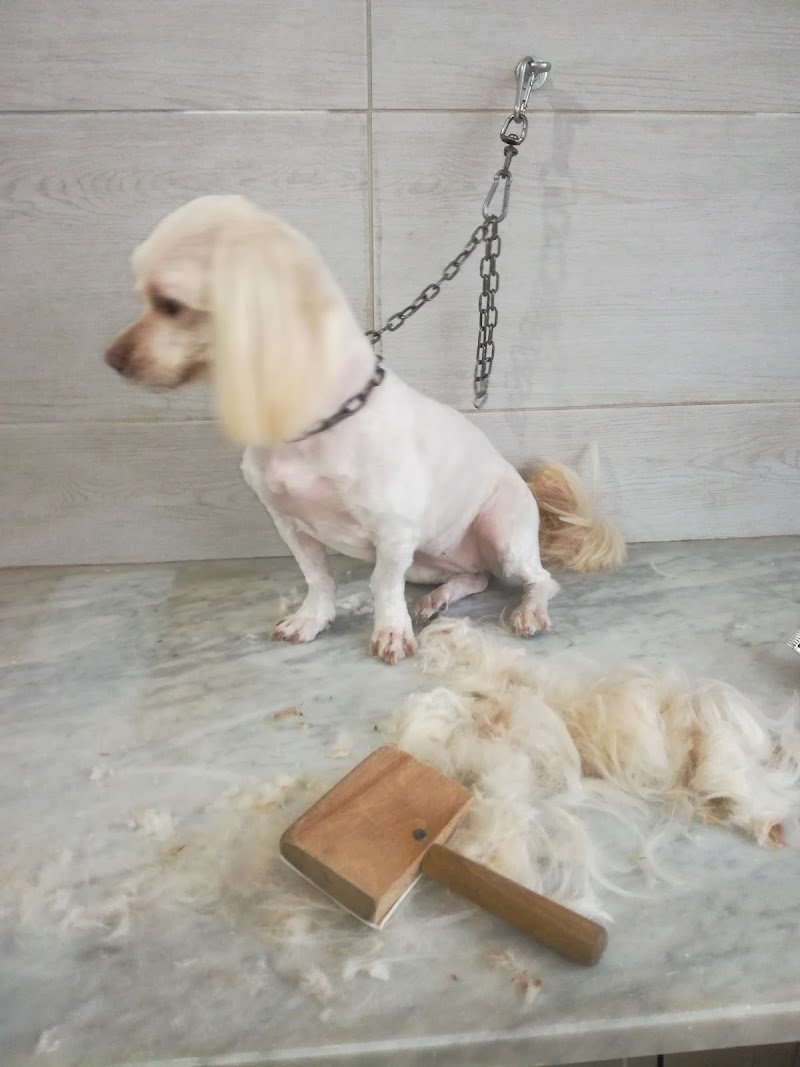 Amico Del Cane - Foto 4