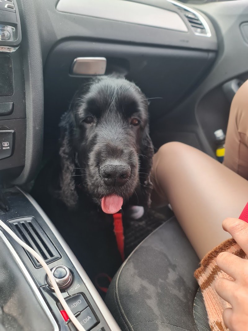 Amico Del Cane - Foto 5