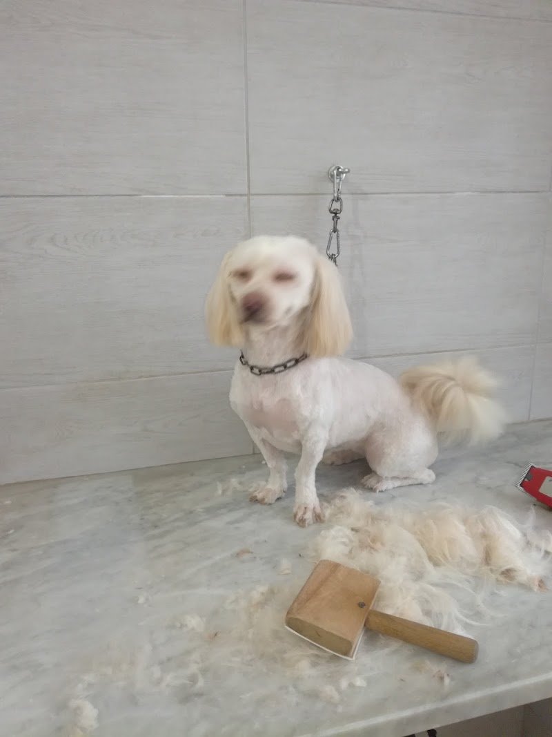 Amico Del Cane - Foto 6