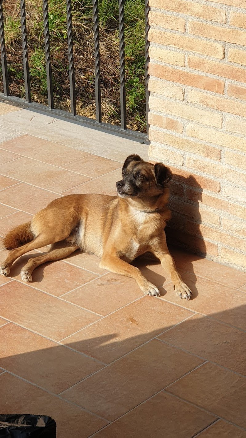 Amicuccioli - Foto 1