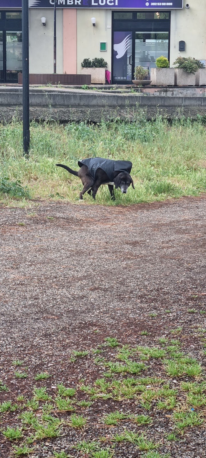 Amicuccioli - Foto 2