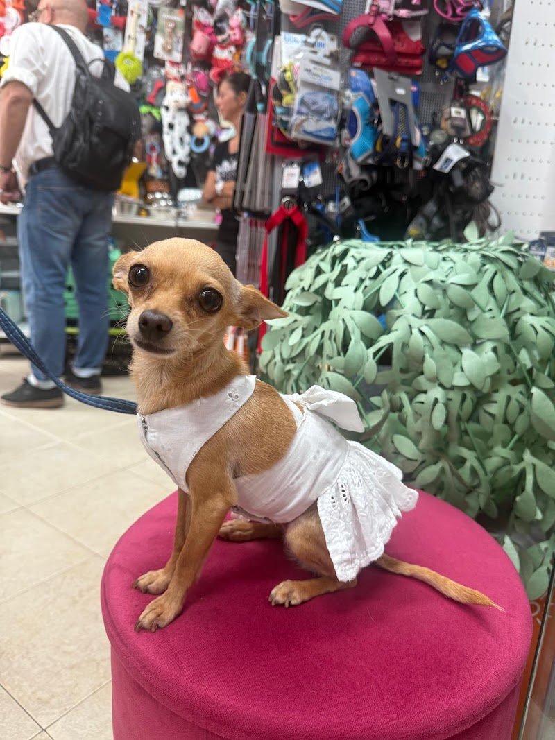 Amore a 4 Zampe - Foto 4