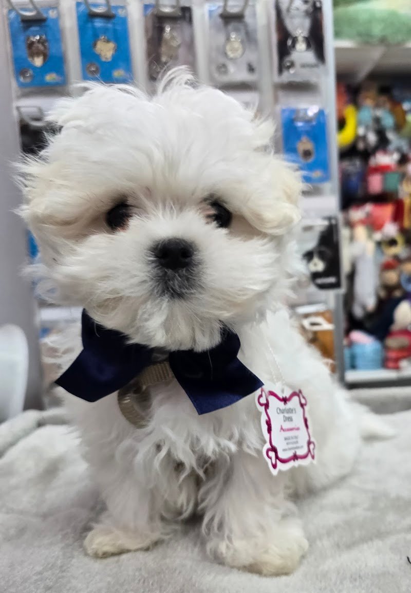 Amore a 4 Zampe - Foto 6