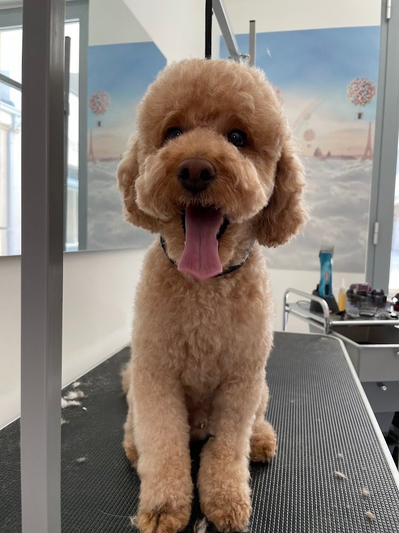 Amore a 4 zampe - Foto 1