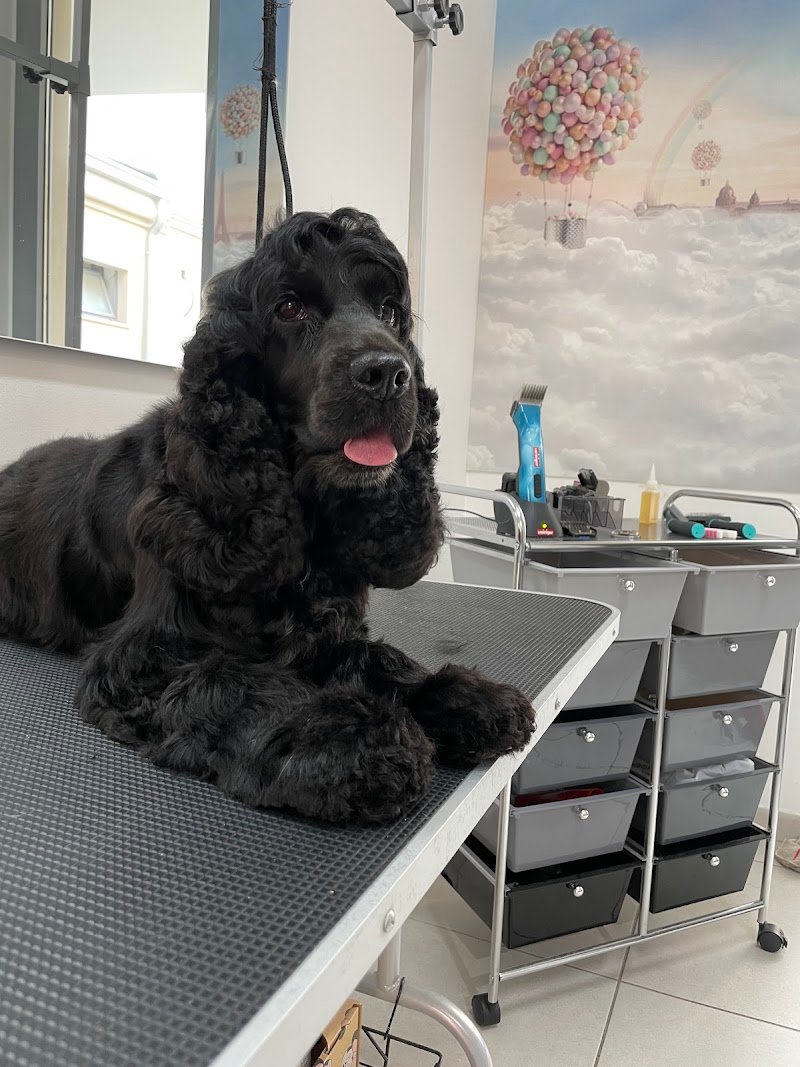 Amore a 4 zampe - Foto 2