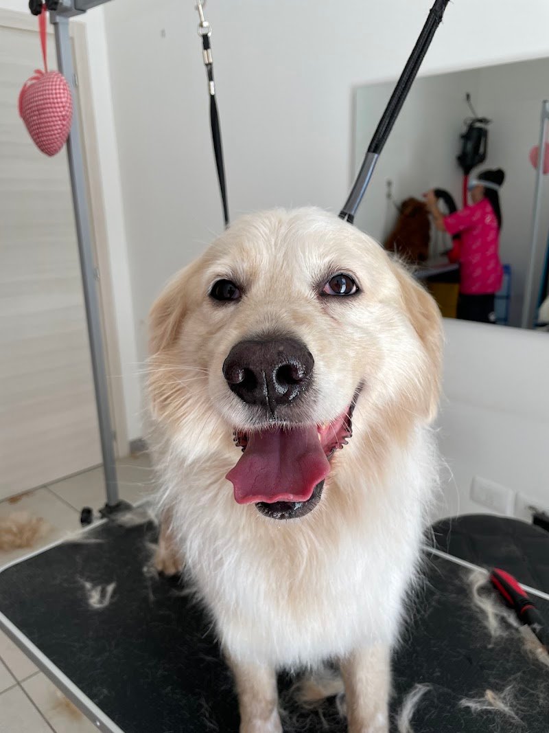 Amore a 4 zampe - Foto 3