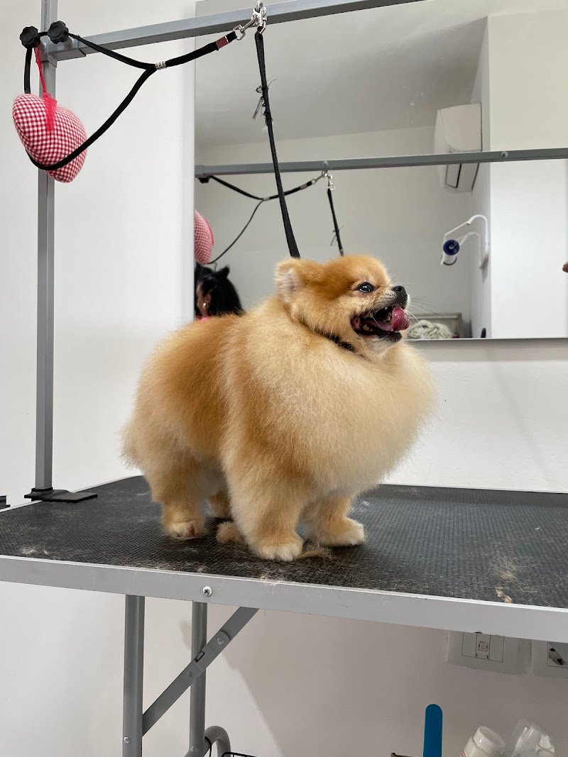 Amore a 4 zampe - Foto 4