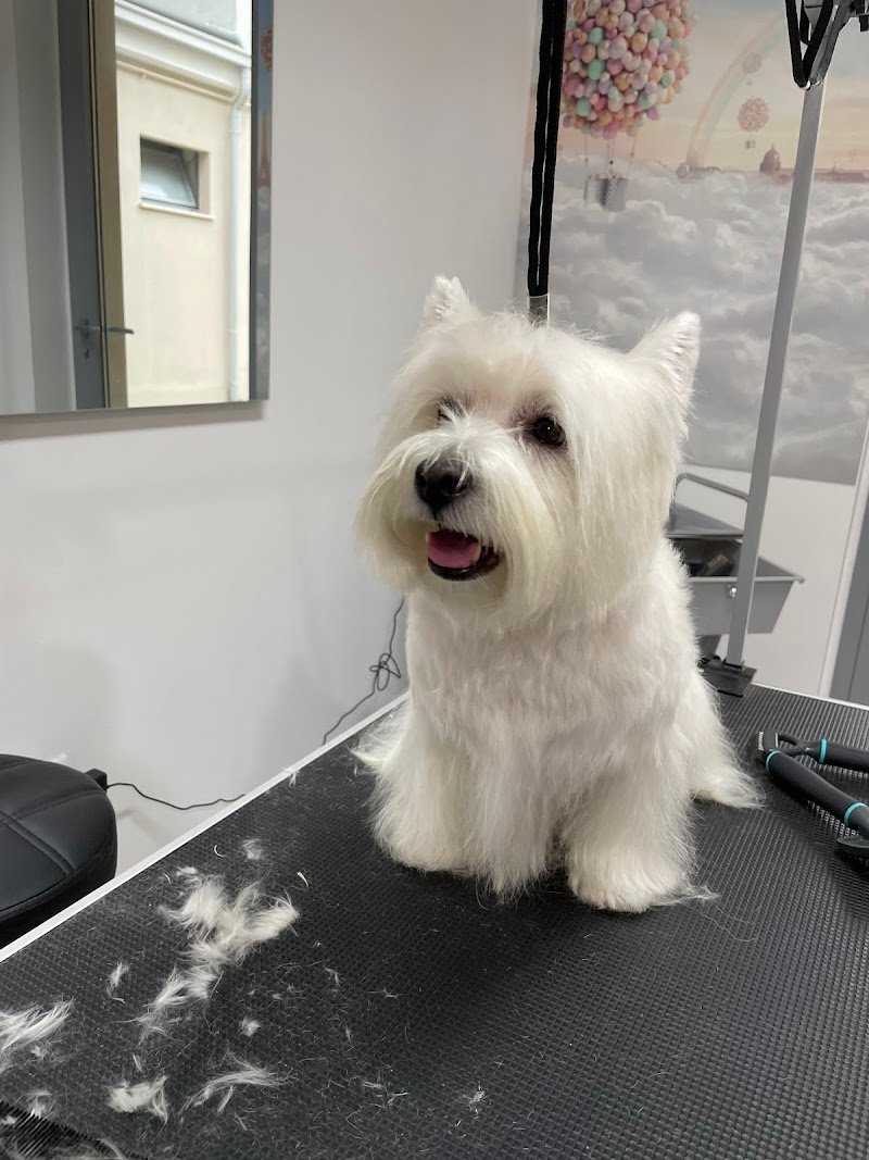 Amore a 4 zampe - Foto 5