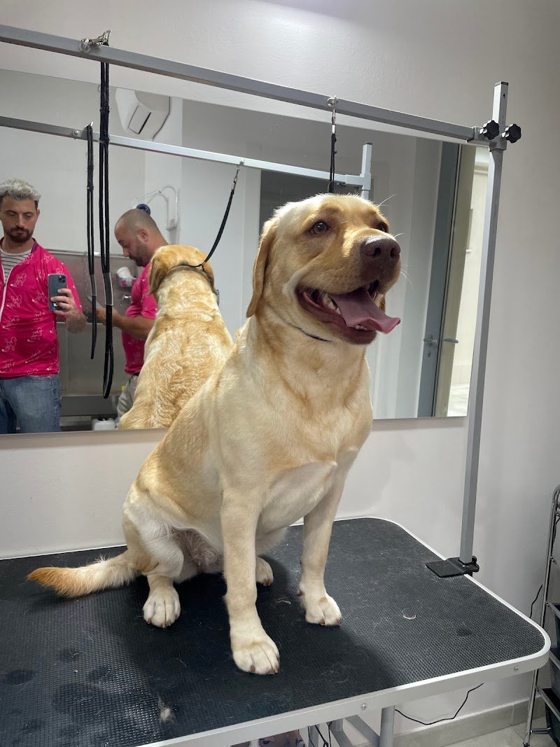 Amore a 4 zampe - Foto 6