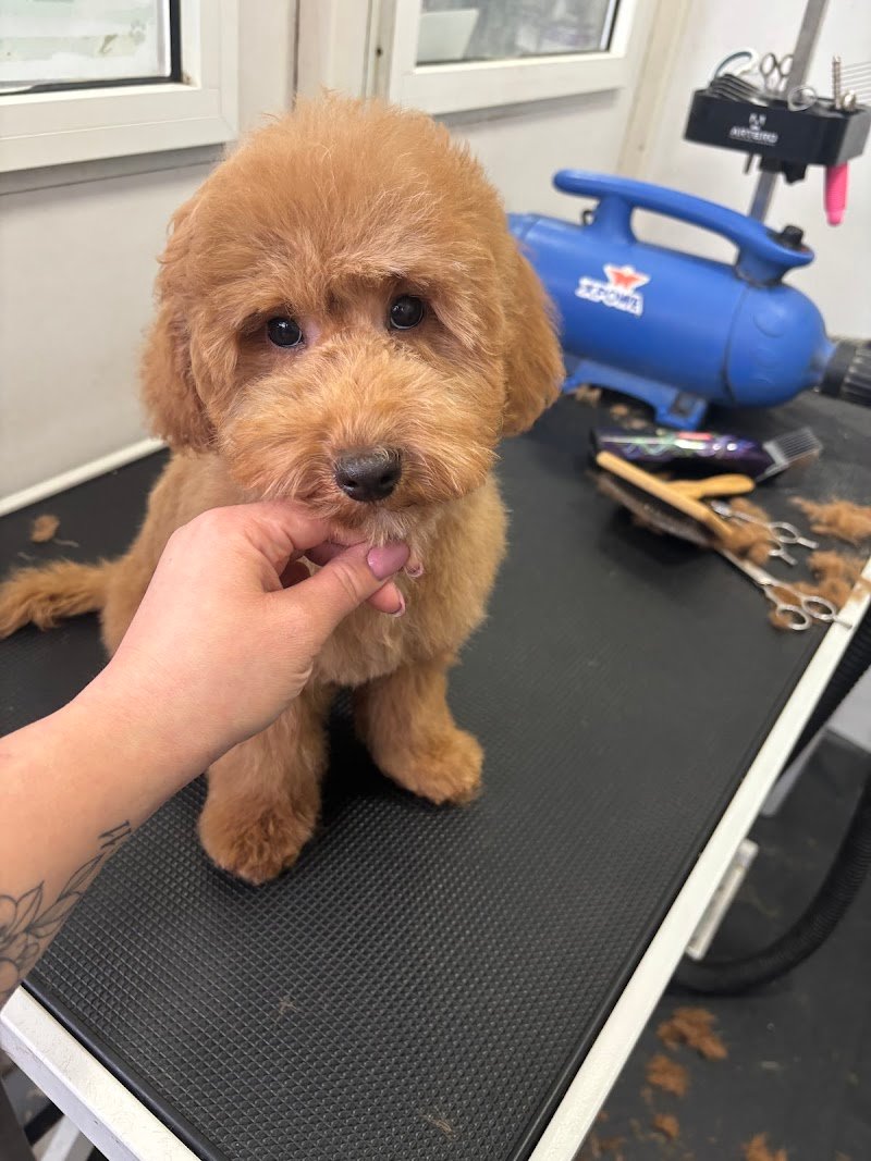 Amore Puro Latina Toeletta - Foto 1