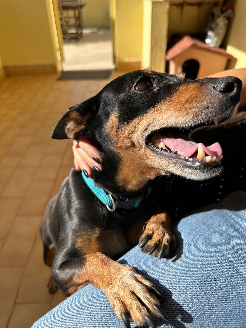 Amore Puro Latina Toeletta - Foto 4