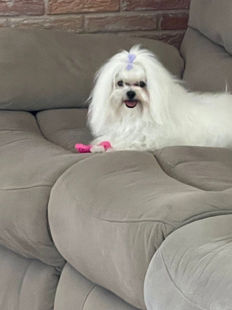 Amore Puro Latina Toeletta - Foto 5