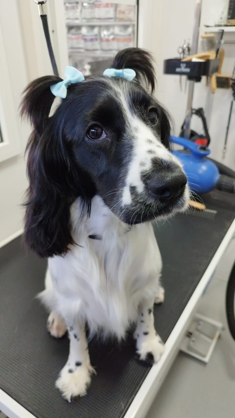 Amore Puro Latina Toeletta - Foto 6