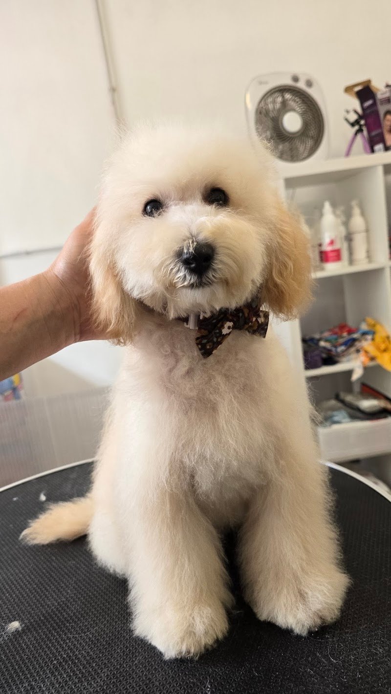 Amore Vero Toelettatura - Foto 2