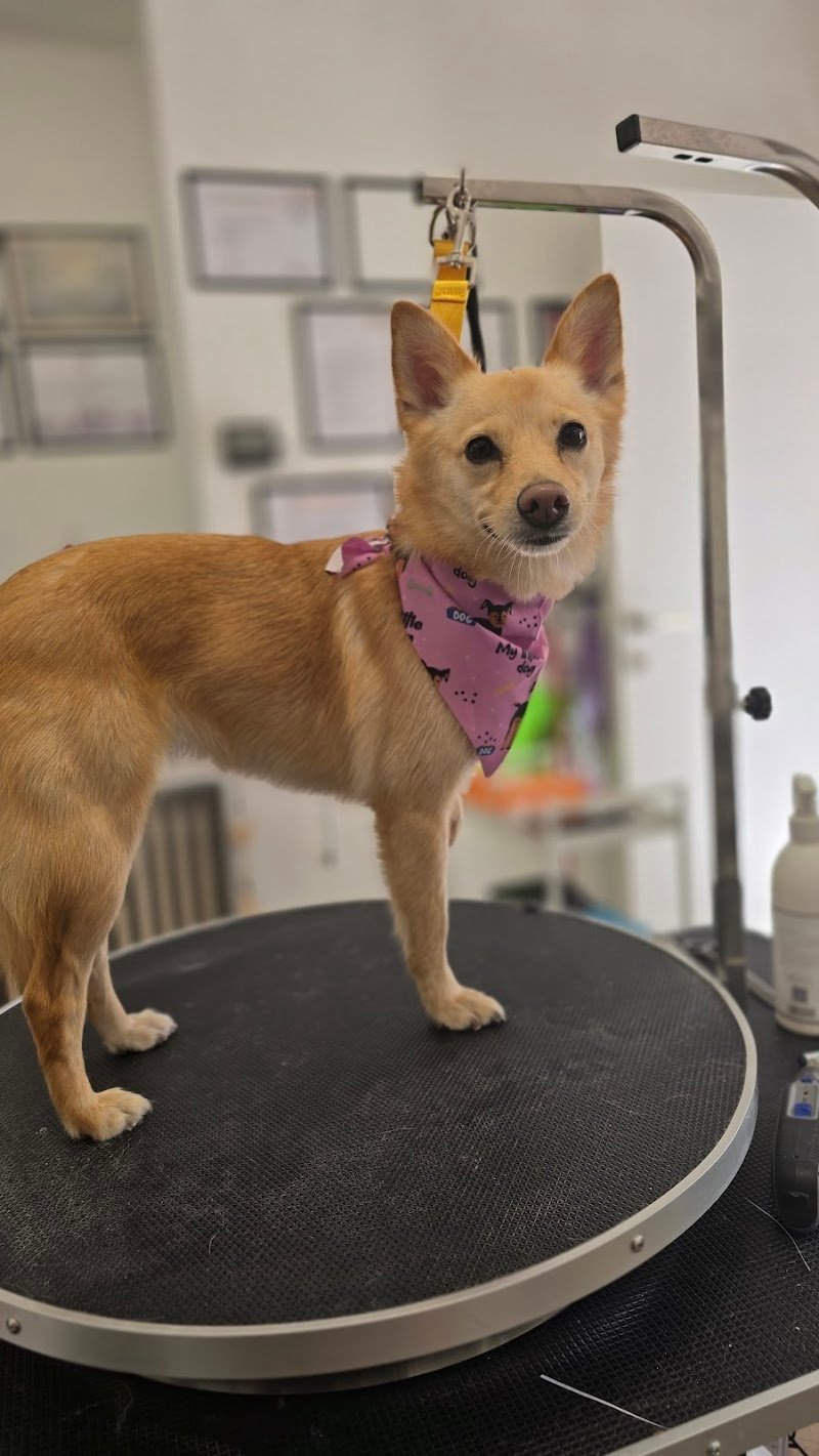 Amore Vero Toelettatura - Foto 3