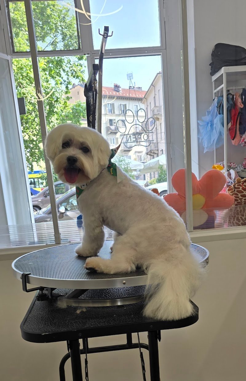 Amore Vero Toelettatura - Foto 4