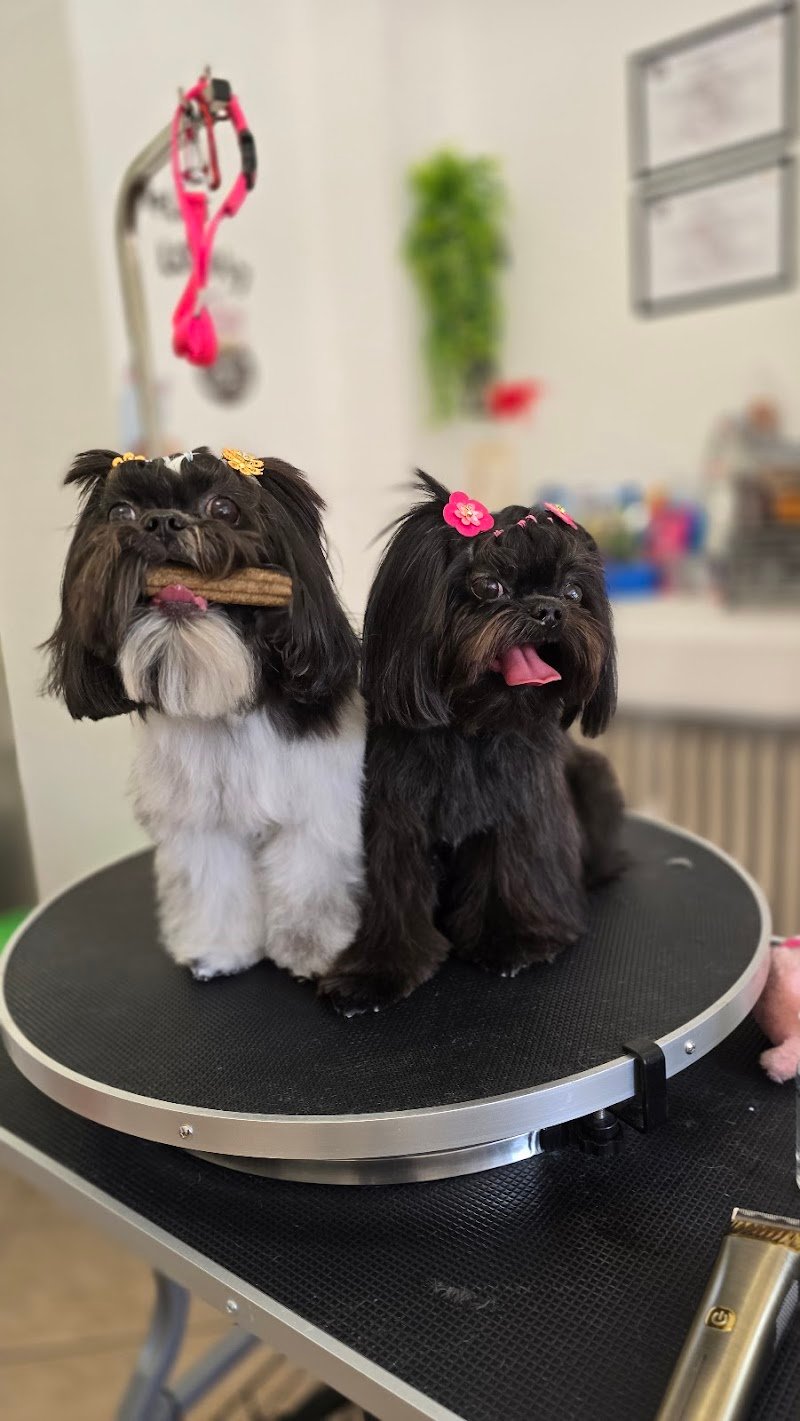 Amore Vero Toelettatura - Foto 5