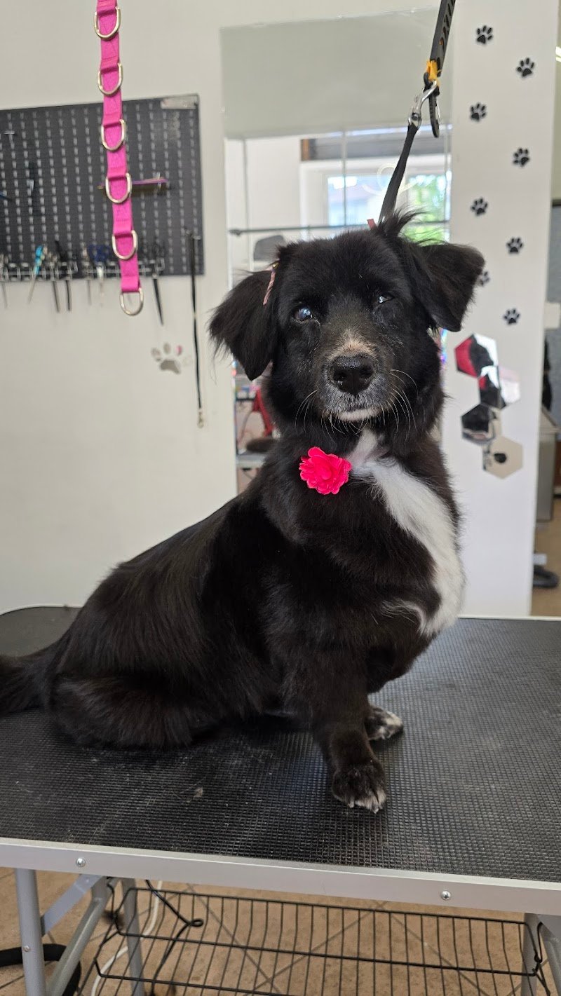 Amore Vero Toelettatura - Foto 6