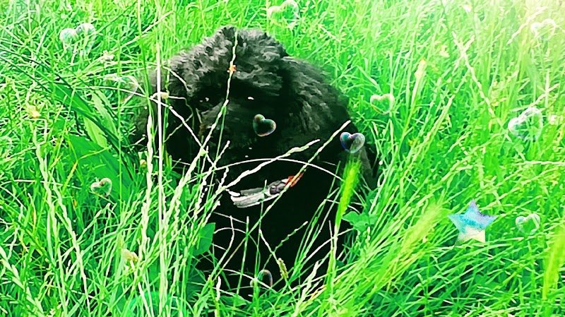 Angeli Con la Coda - Foto 1