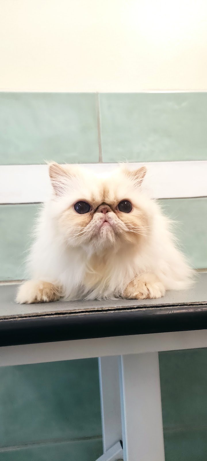 Angeli Con la Coda - Foto 2