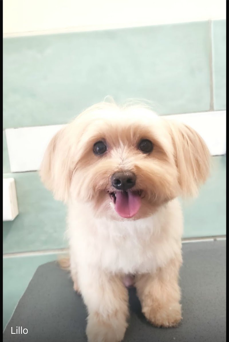 Angeli Con la Coda - Foto 3