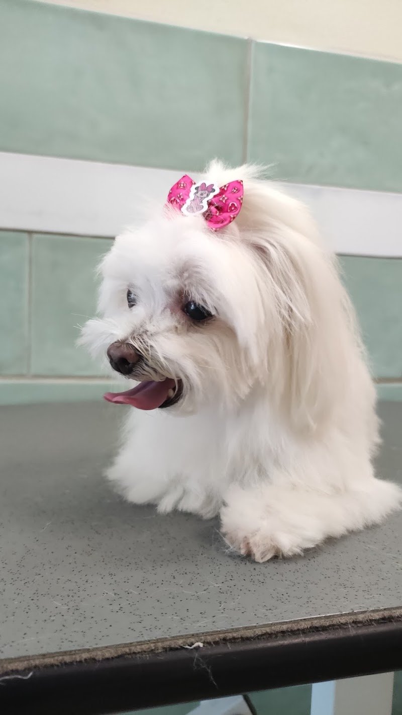 Angeli Con la Coda - Foto 4