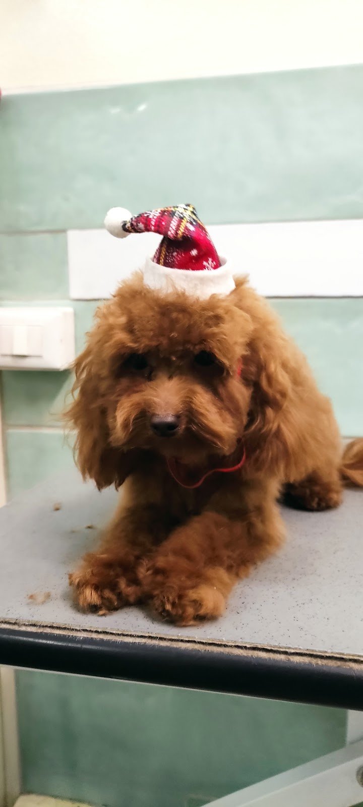 Angeli Con la Coda - Foto 5