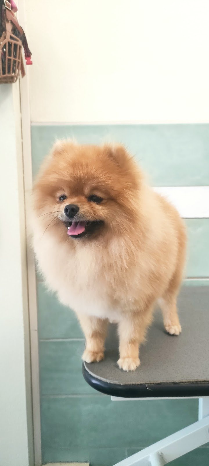 Angeli Con la Coda - Foto 6